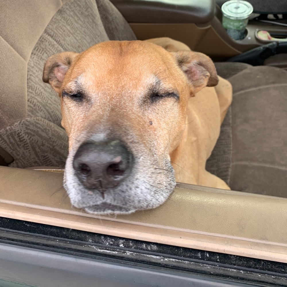 Meet your Posher, Darby